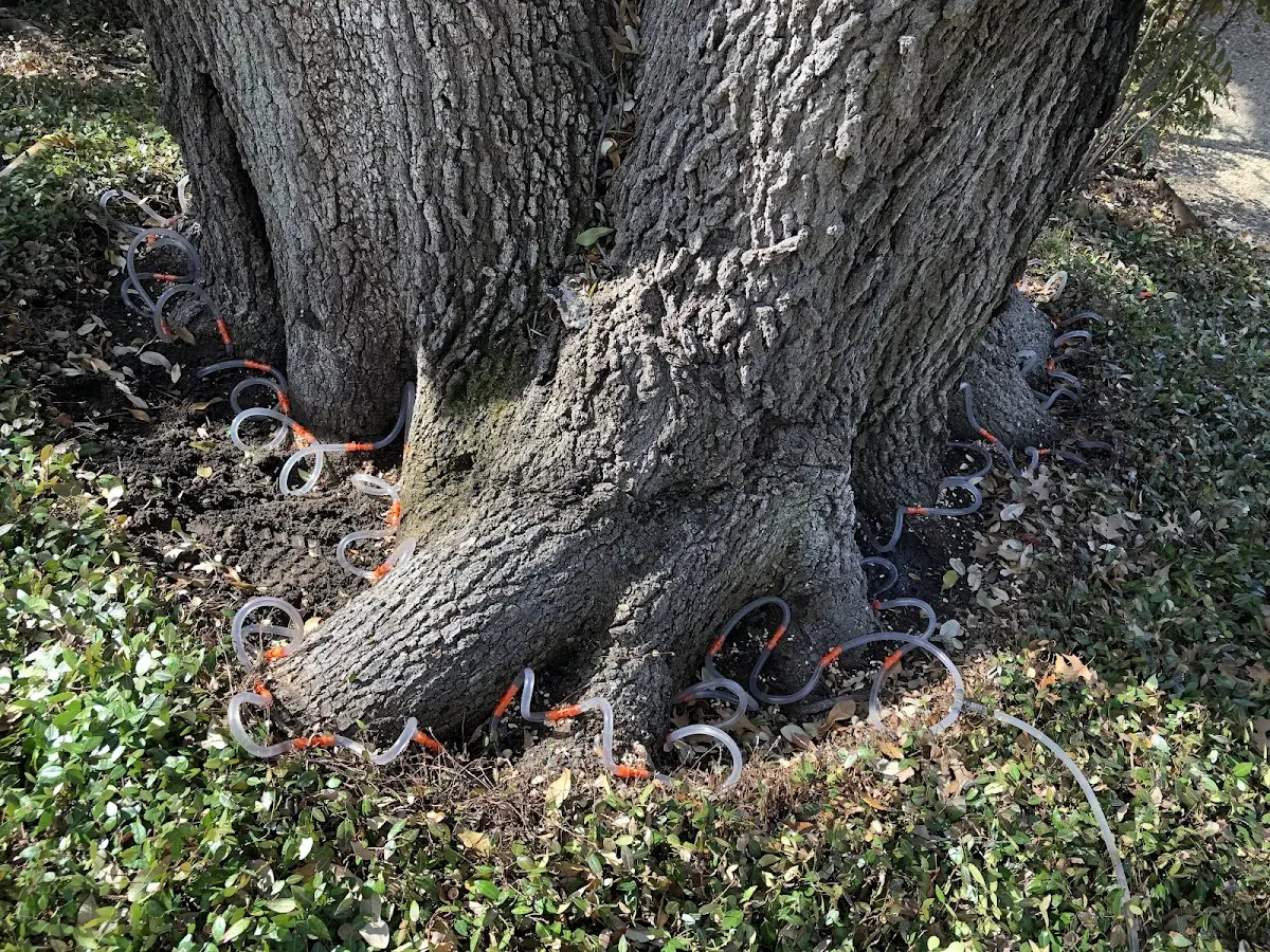 Detailed Tree Cabling and Bracing job site in Pickering